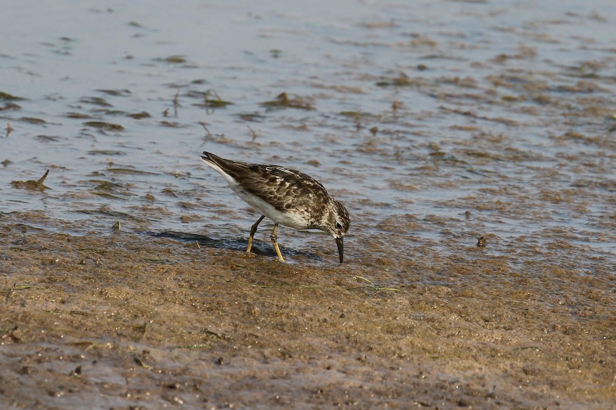 Least Sandpiper - ML620702538