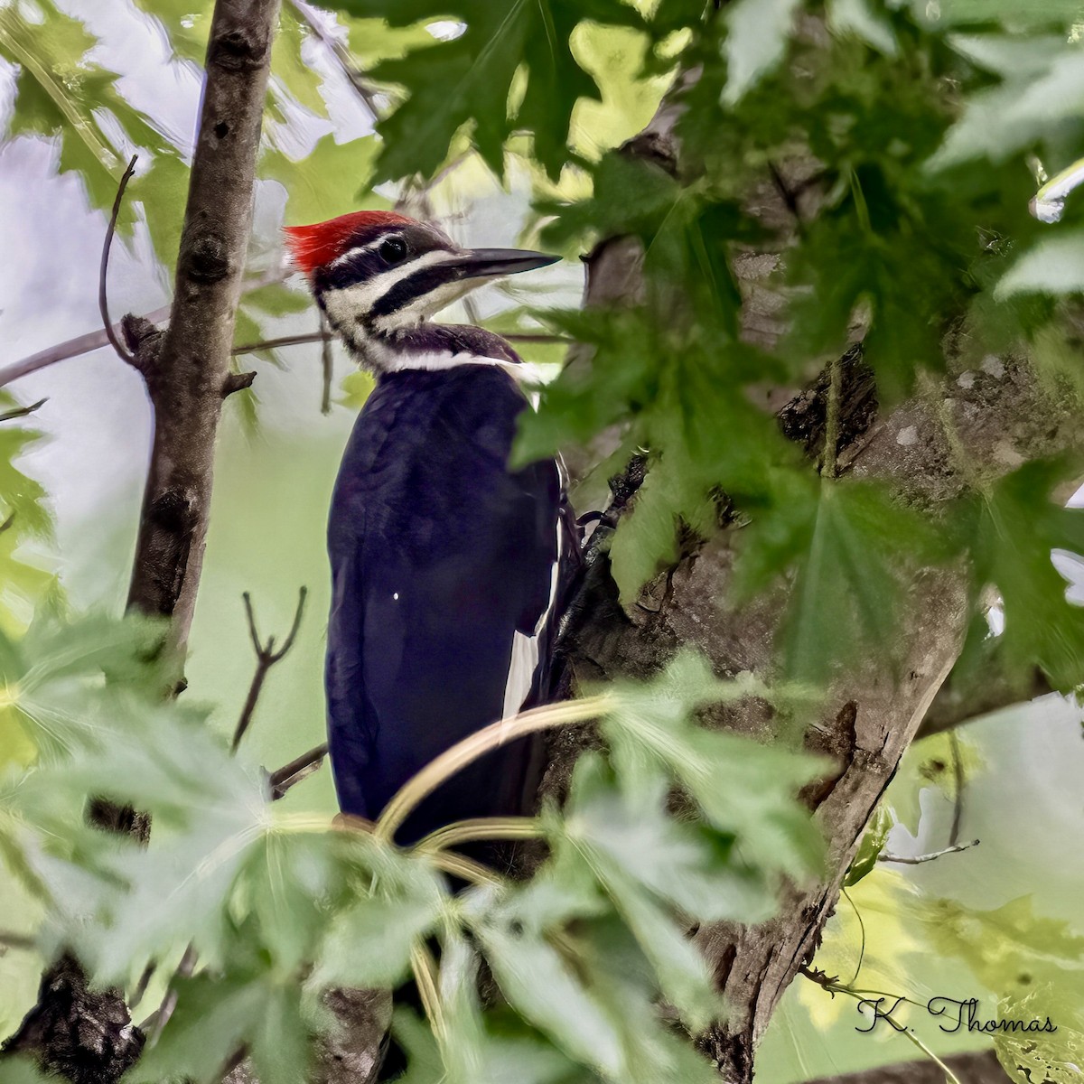 Pileated Woodpecker - ML620702540