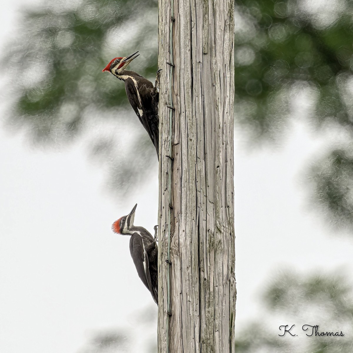 Pileated Woodpecker - ML620702541