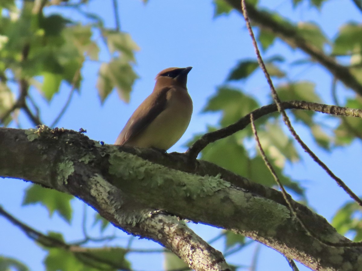 Cedar Waxwing - ML620702542