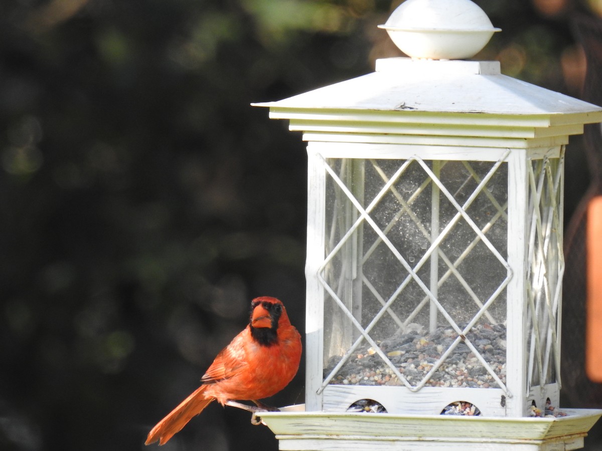 Northern Cardinal - ML620702544