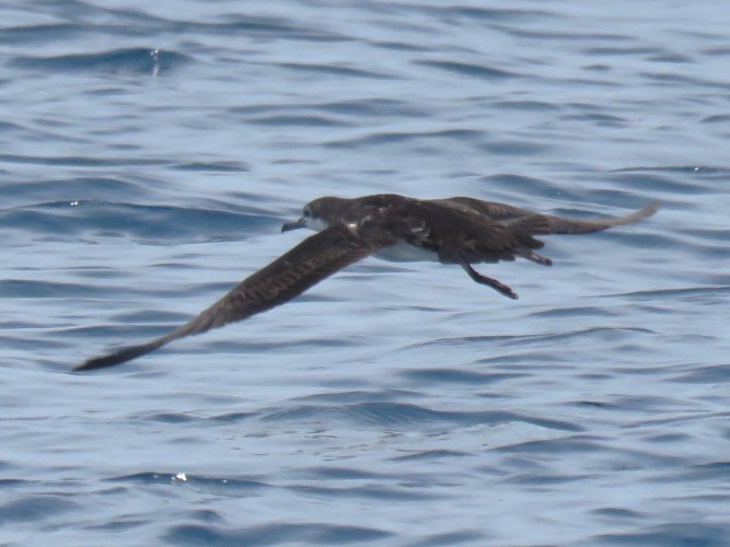 Persian Shearwater - ML620702547