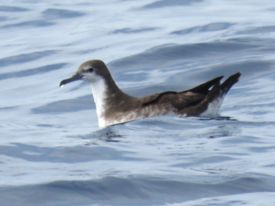 Persian Shearwater - ML620702548