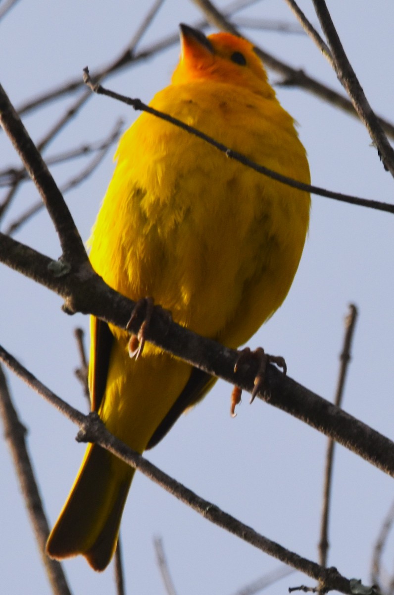 Saffron Finch - ML620702553