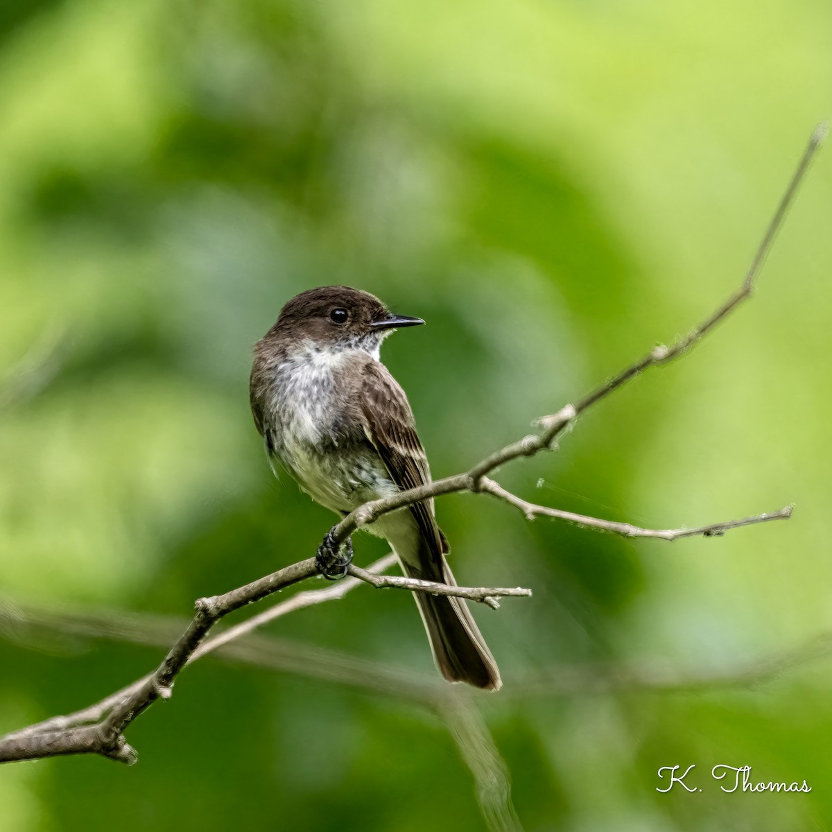 Eastern Phoebe - ML620702554