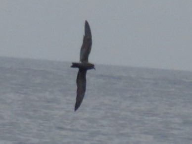 Leach's Storm-Petrel - ML620702558