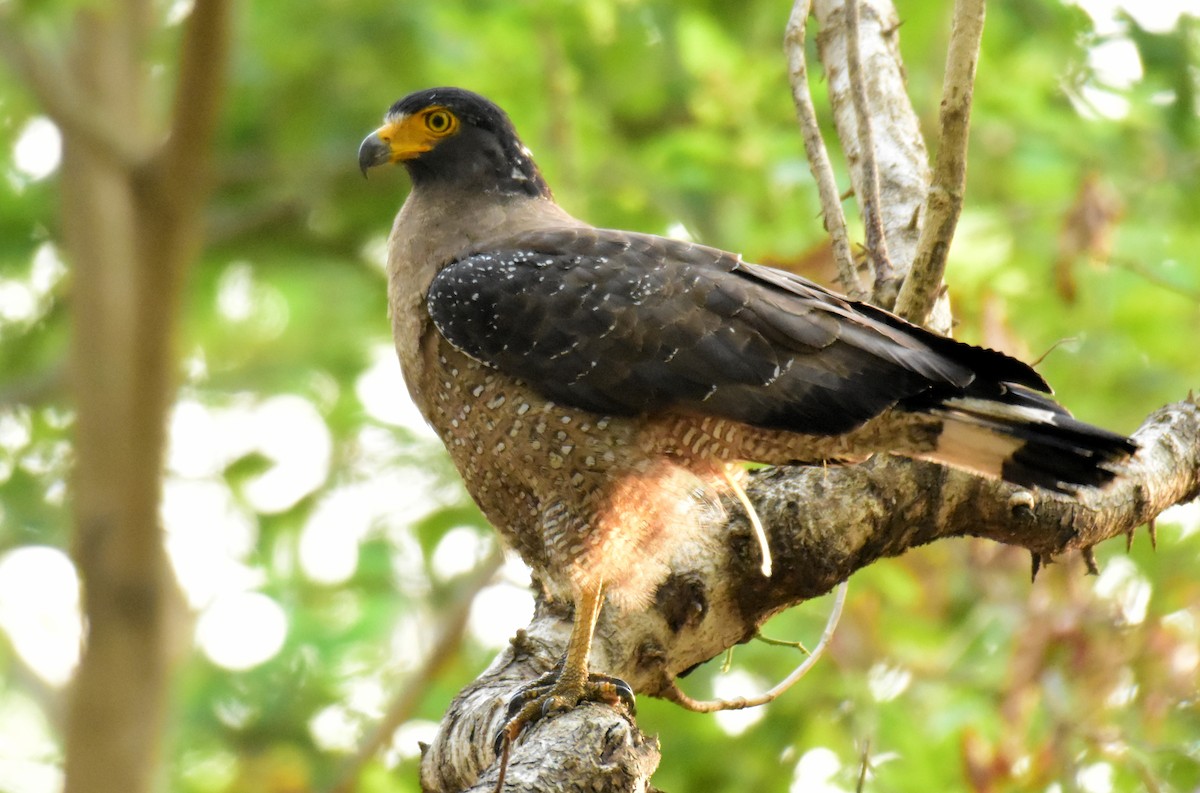 Crested Serpent-Eagle - ML620702560