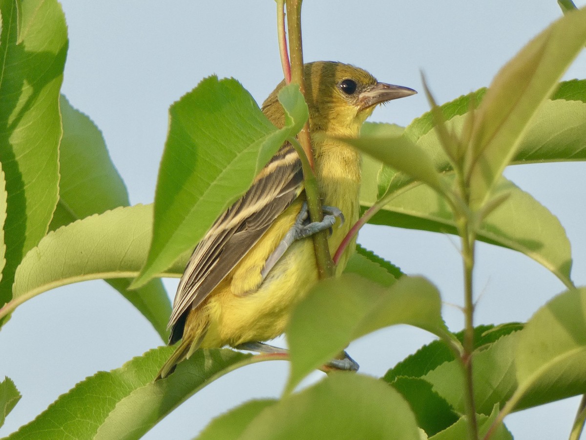 Orchard Oriole - ML620702562