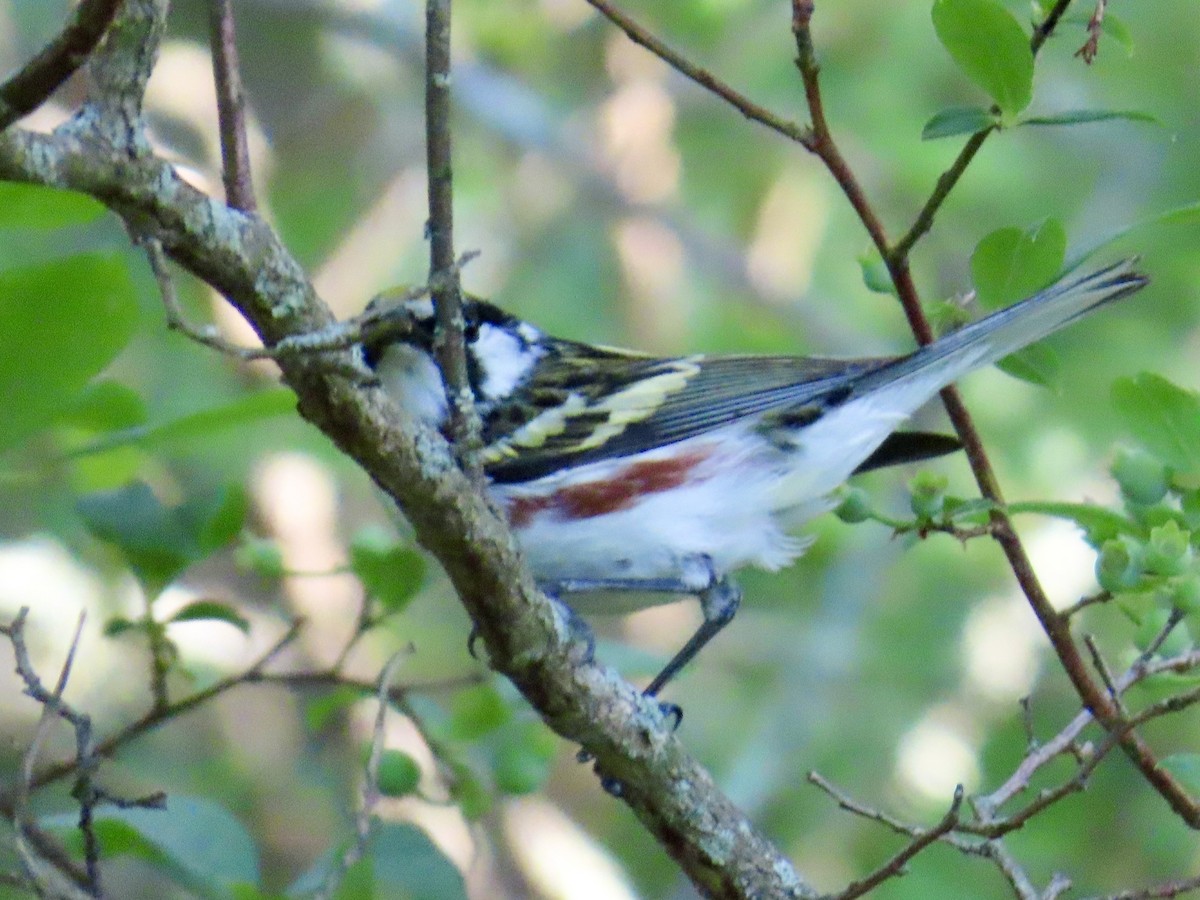 Chestnut-sided Warbler - ML620702563