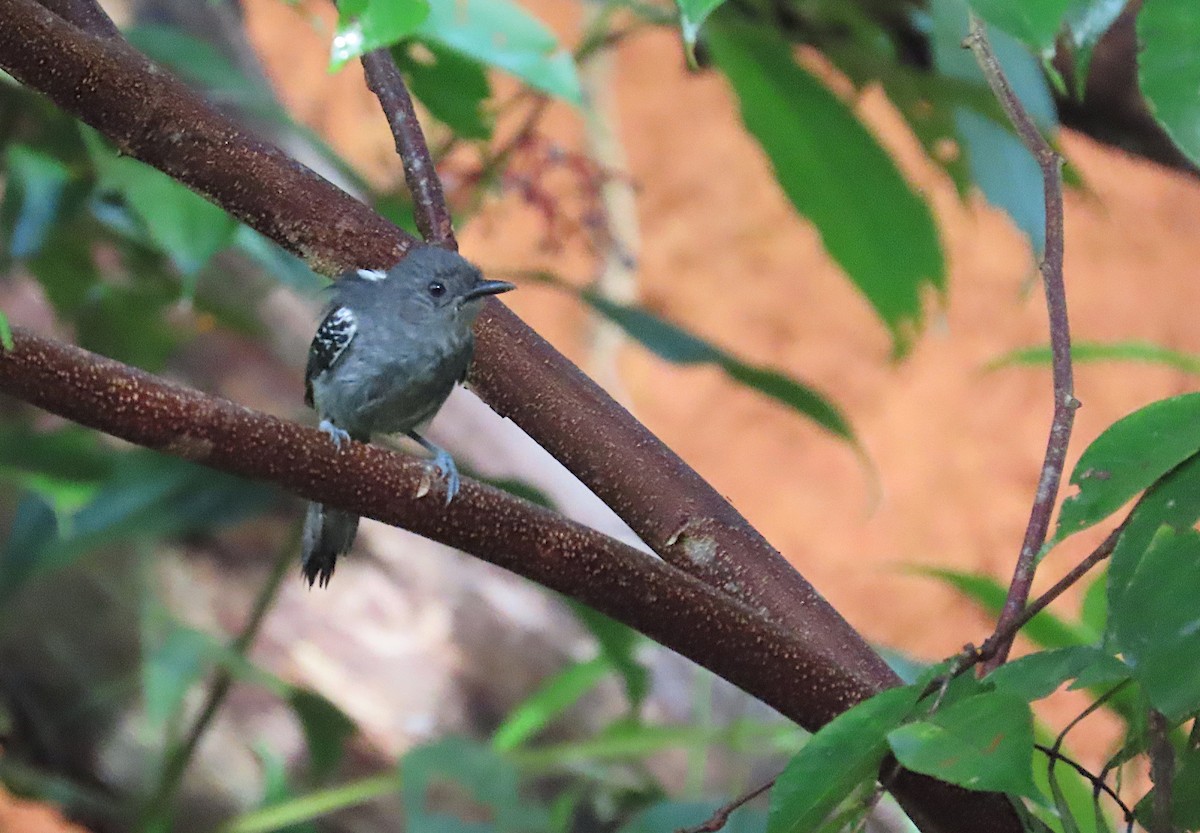 Dusky Antbird - ML620702568