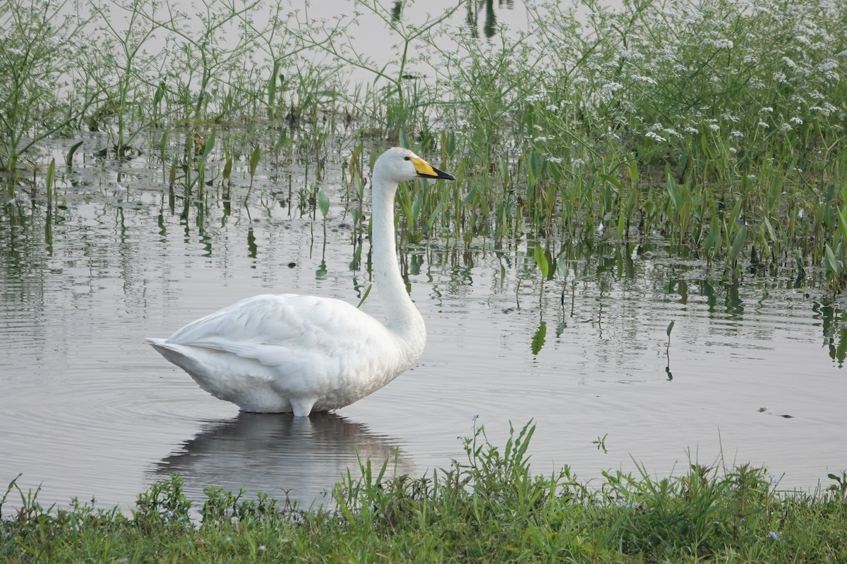 Whooper Swan - ML620702575