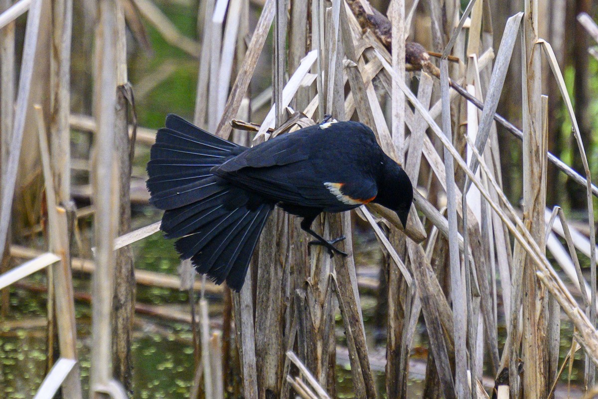 Red-winged Blackbird - ML620702576