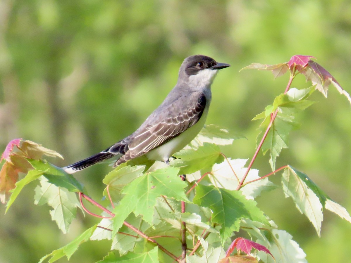 Eastern Kingbird - ML620702582