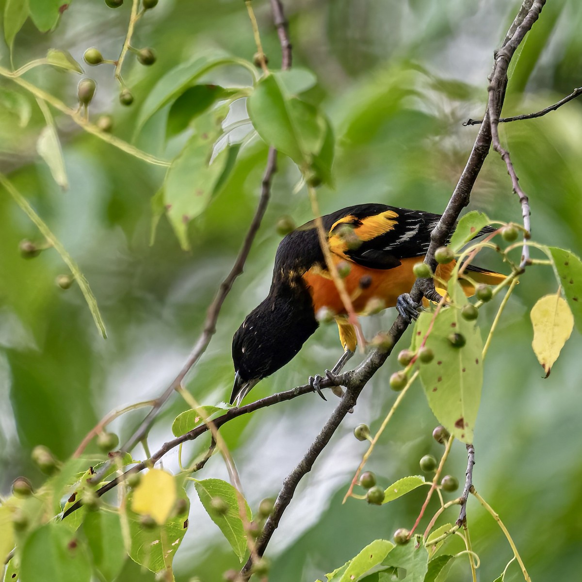 Orchard Oriole - ML620702583