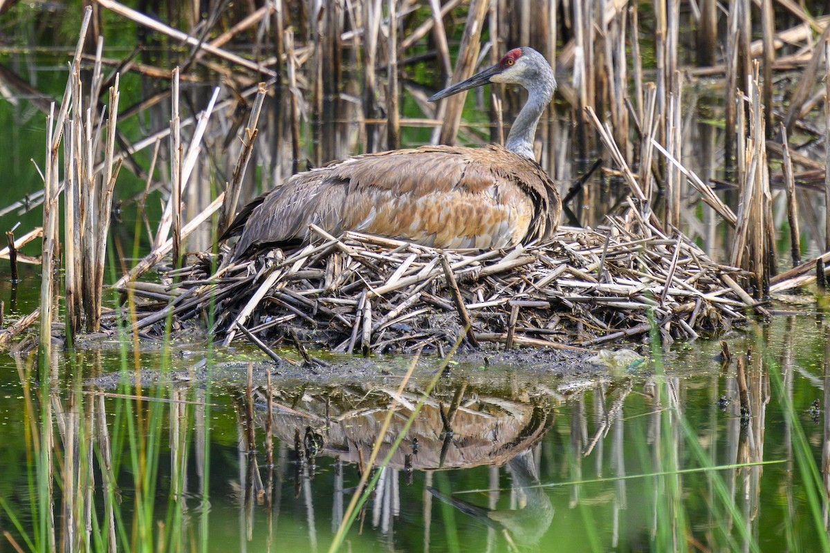 Sandhill Crane - ML620702585