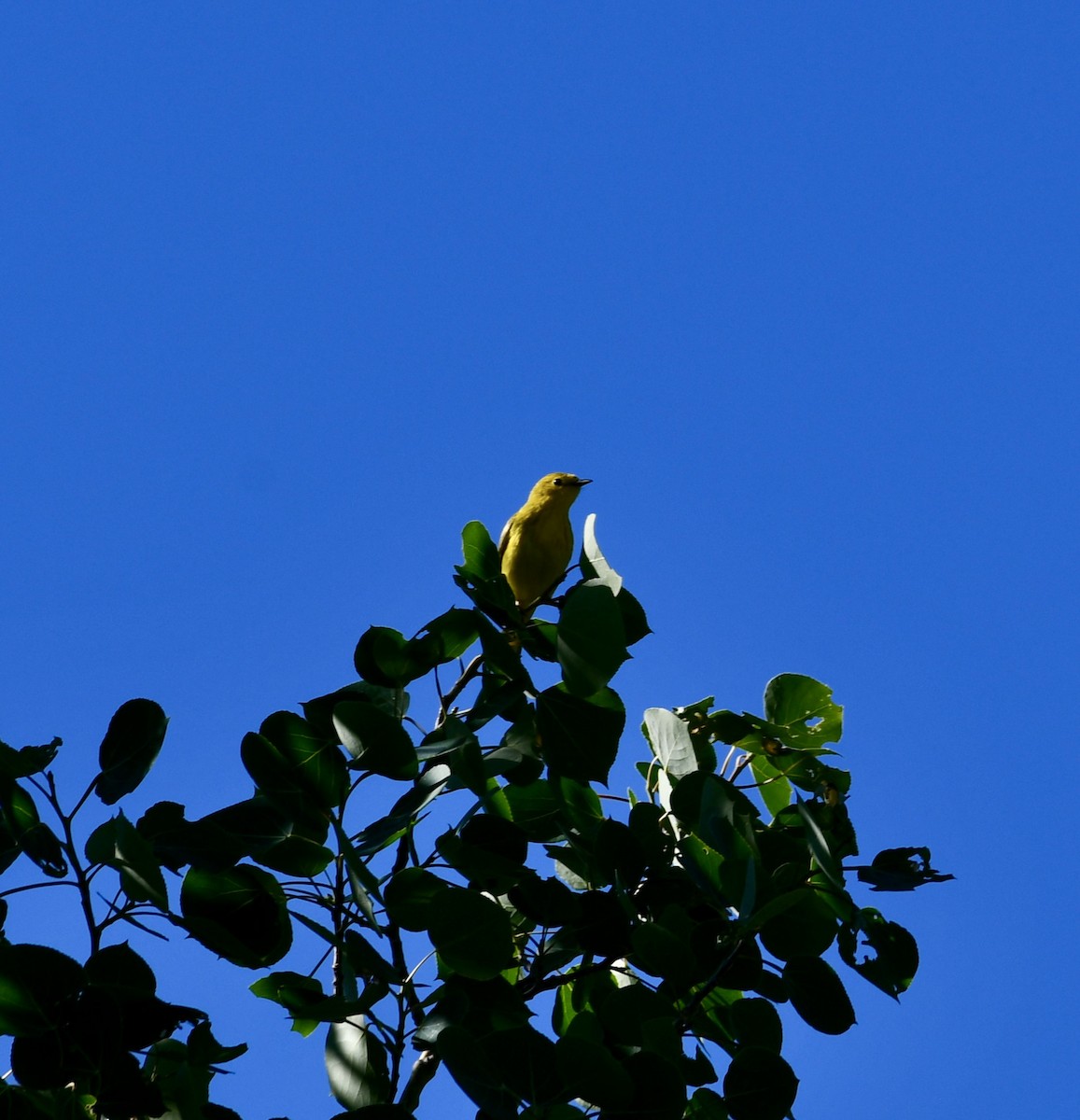 Yellow Warbler - Paul Graham