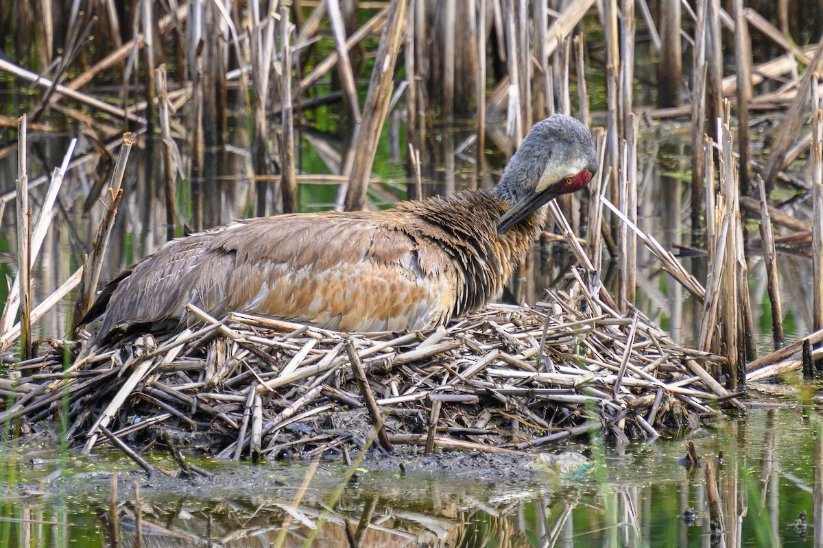 Sandhill Crane - ML620702588