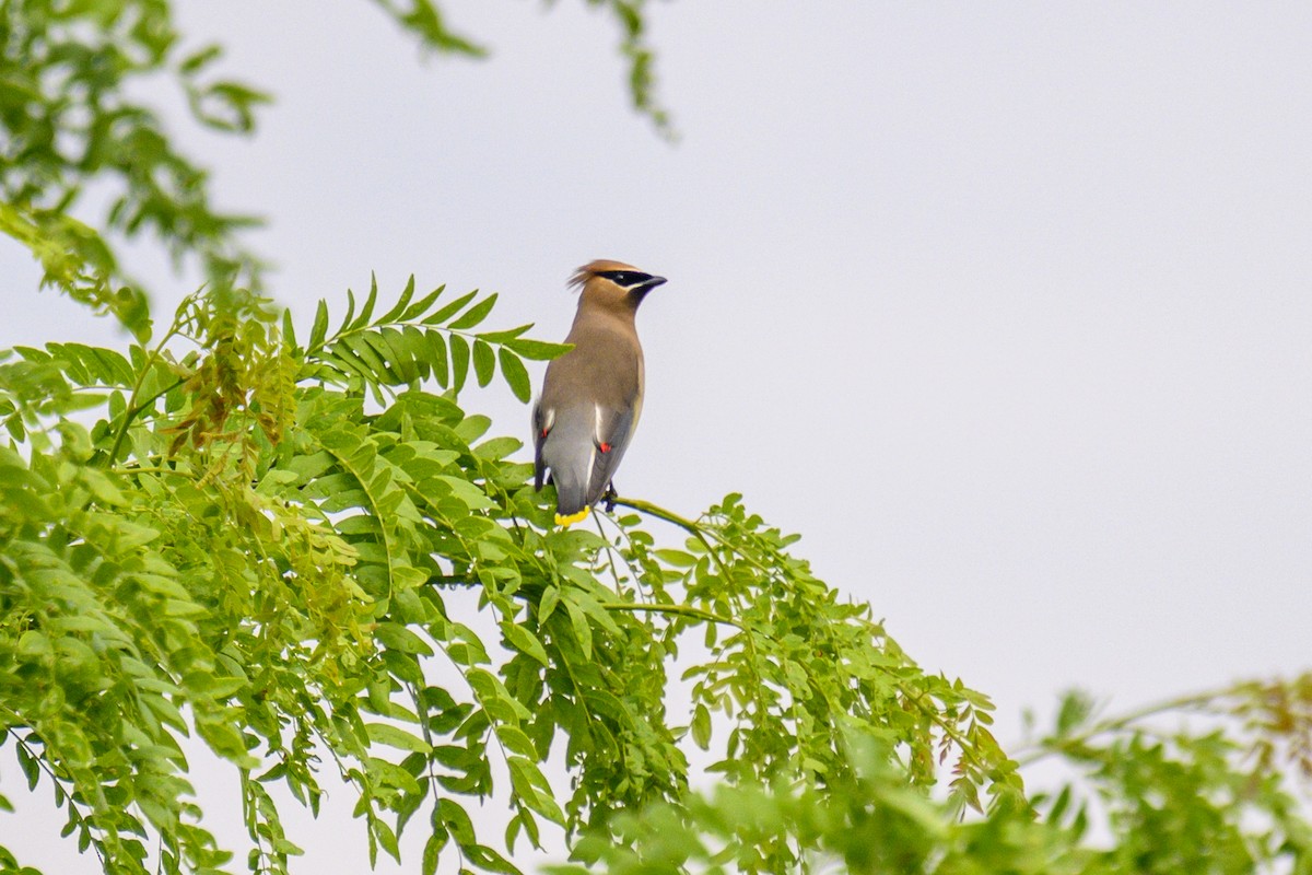 Cedar Waxwing - ML620702591