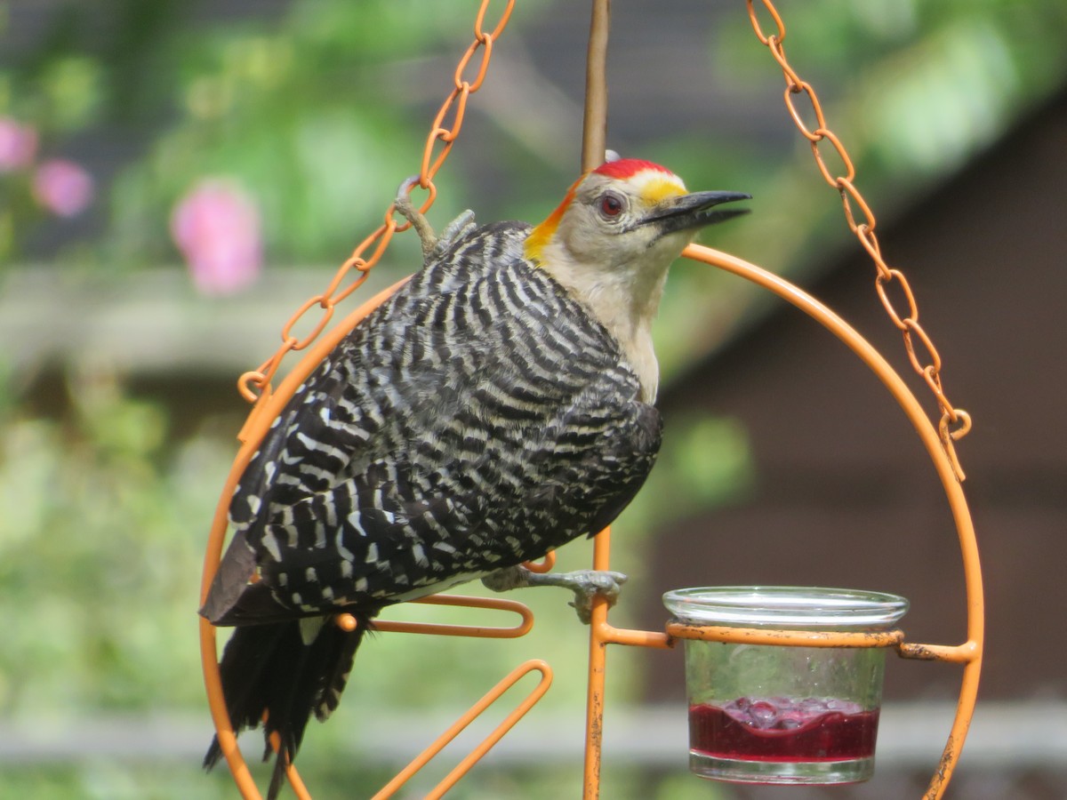 Golden-fronted Woodpecker - ML620702592