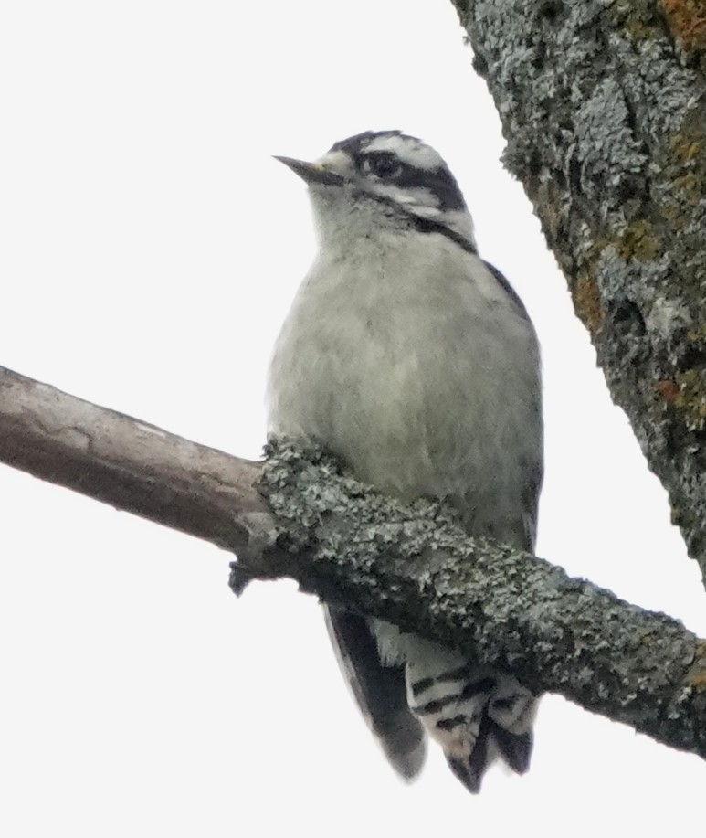 Downy Woodpecker - ML620702593