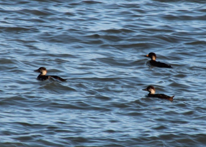 Black Scoter - ML620702596