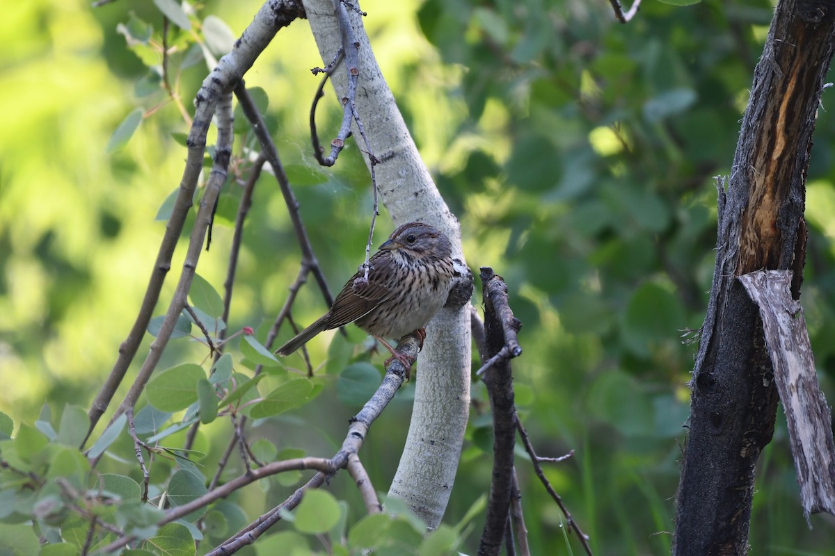 Lincoln's Sparrow - ML620702598