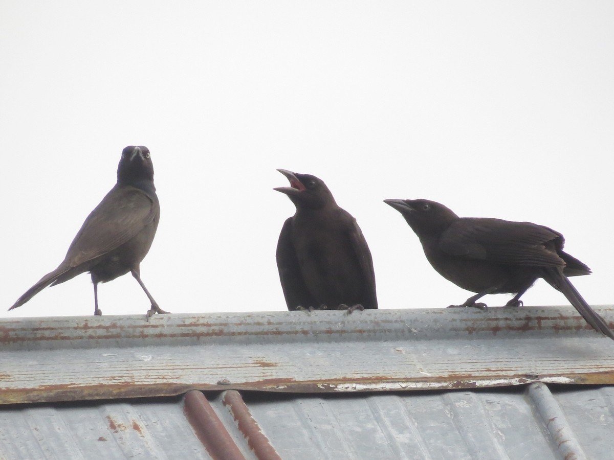 Common Grackle - ML620702599