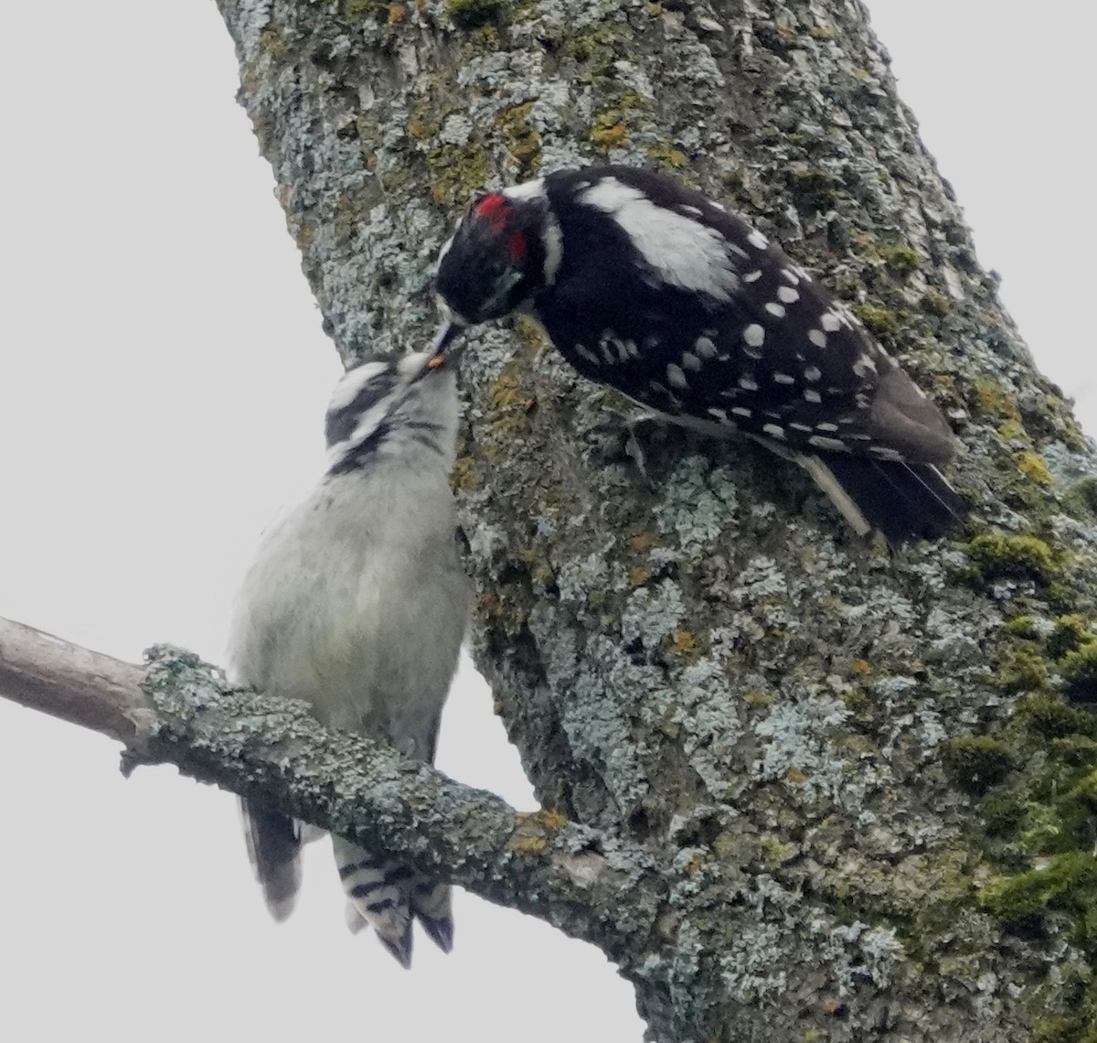 Downy Woodpecker - ML620702601