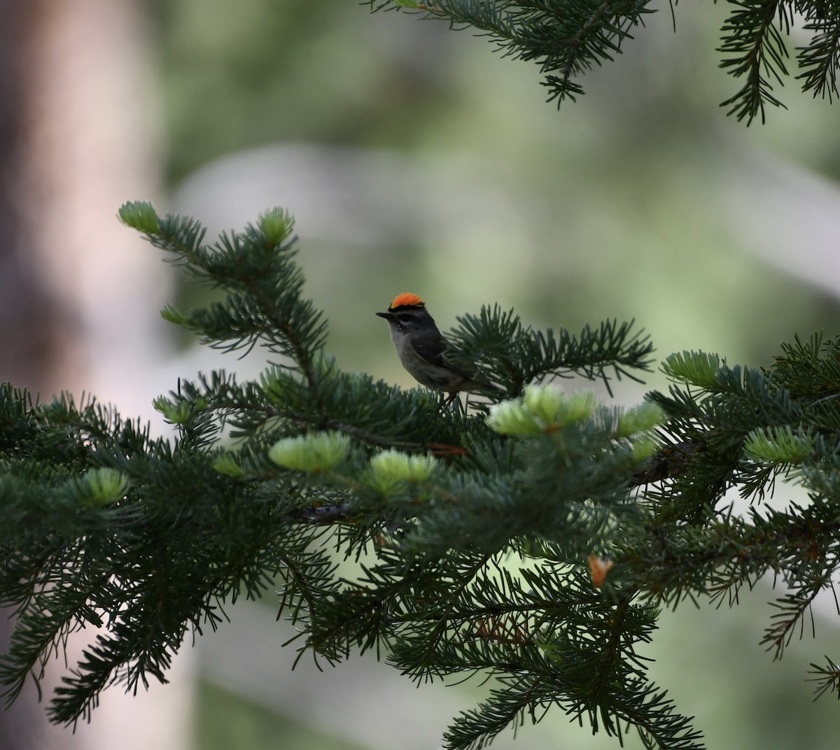 Golden-crowned Kinglet - ML620702604