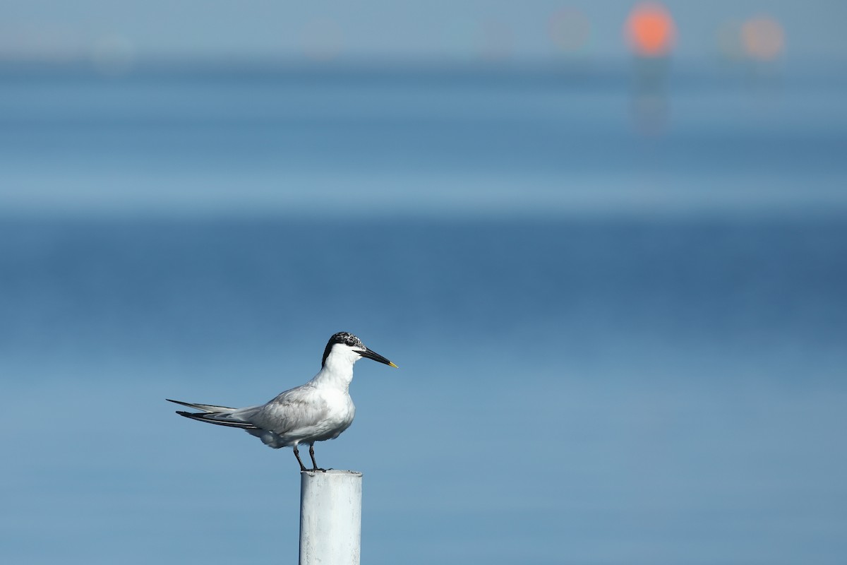 Sandwich Tern - ML620702609