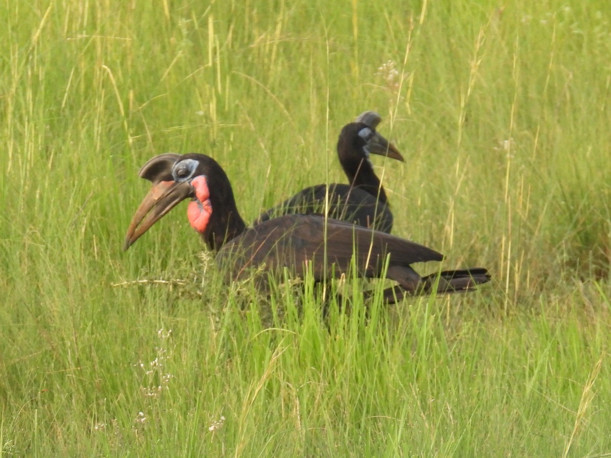 blåmaskehornravn - ML620702617