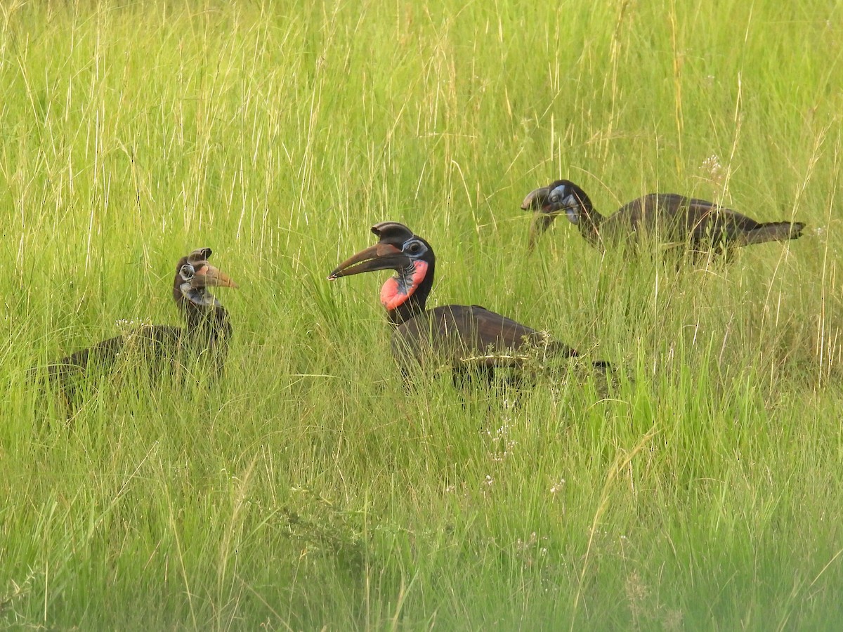 Abyssinian Ground-Hornbill - ML620702618