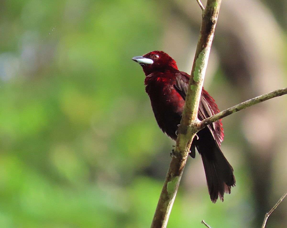 Silver-beaked Tanager - ML620702619