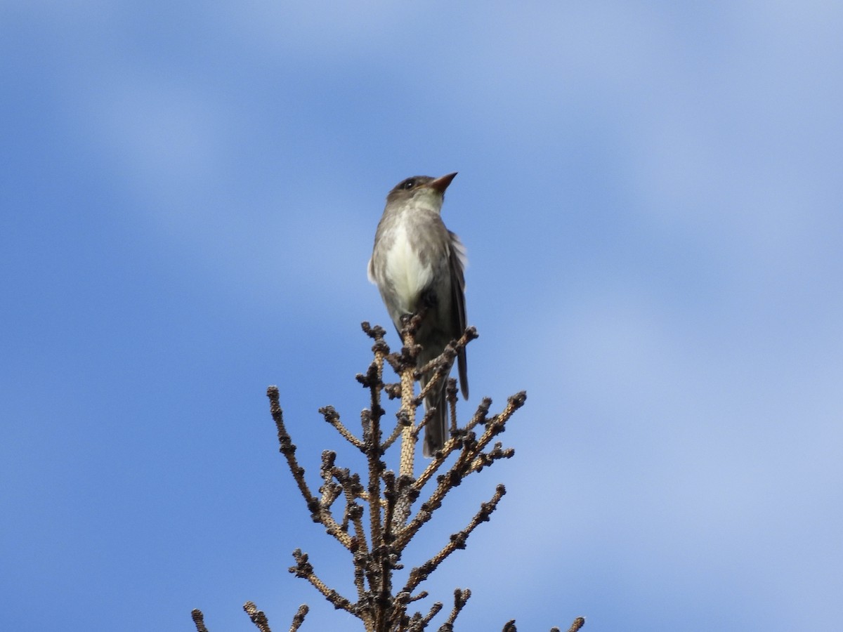 Olive-sided Flycatcher - ML620702622