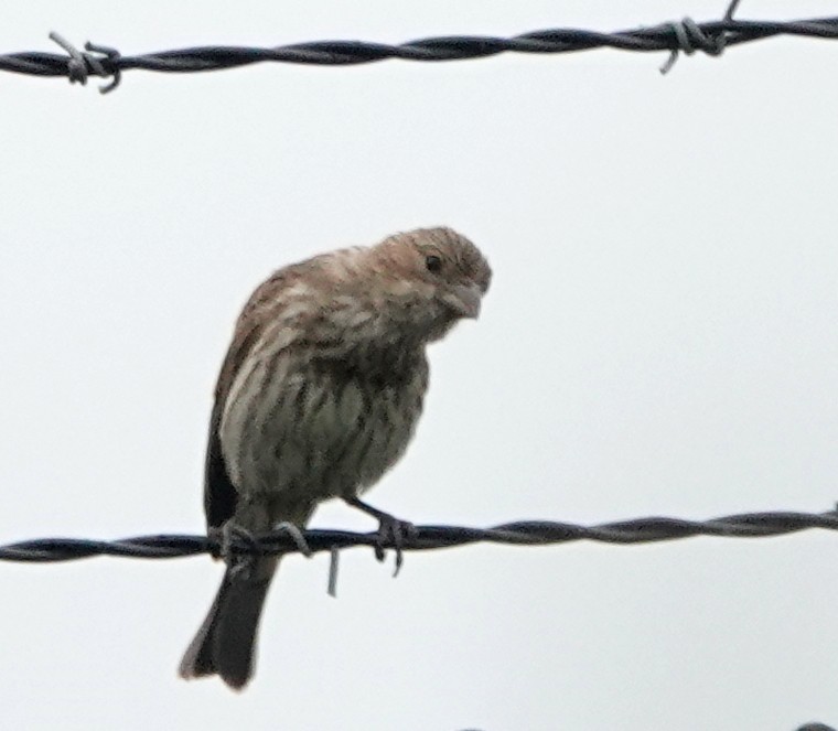 House Finch - ML620702624