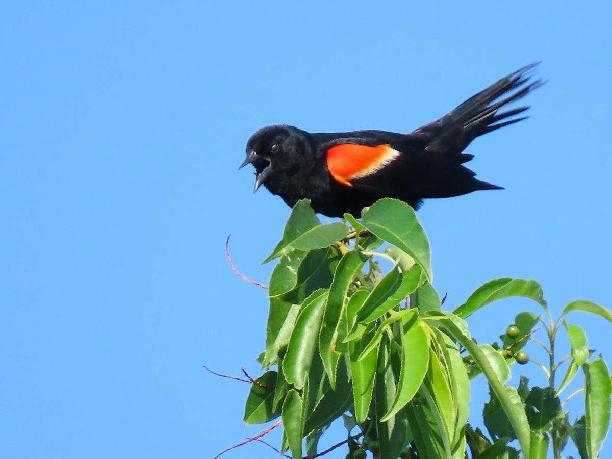 Red-winged Blackbird - ML620702625