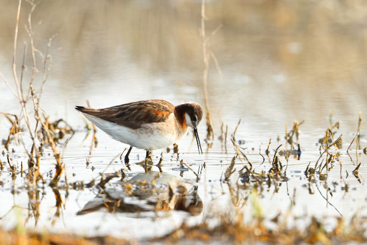 Wilson's Phalarope - ML620702629