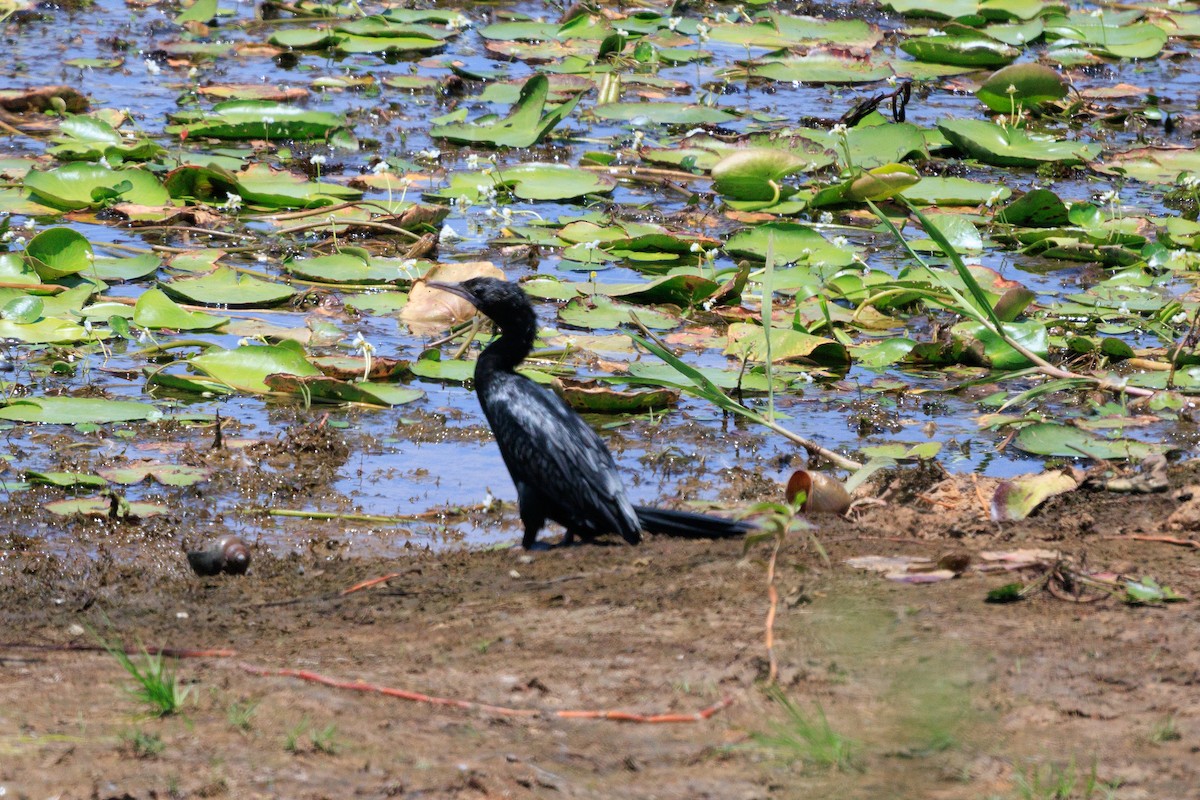 Little Cormorant - ML620702630