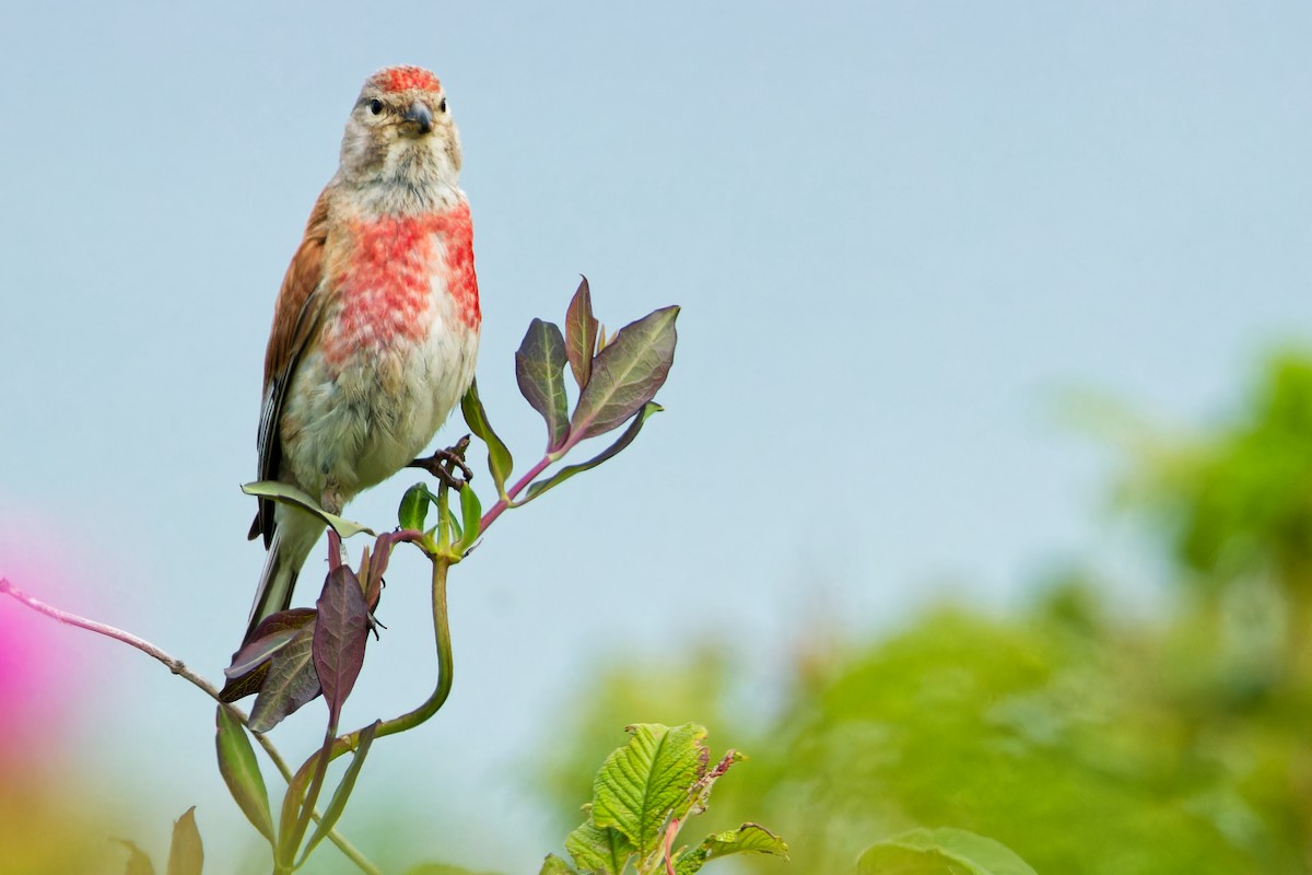 Eurasian Linnet - ML620702632