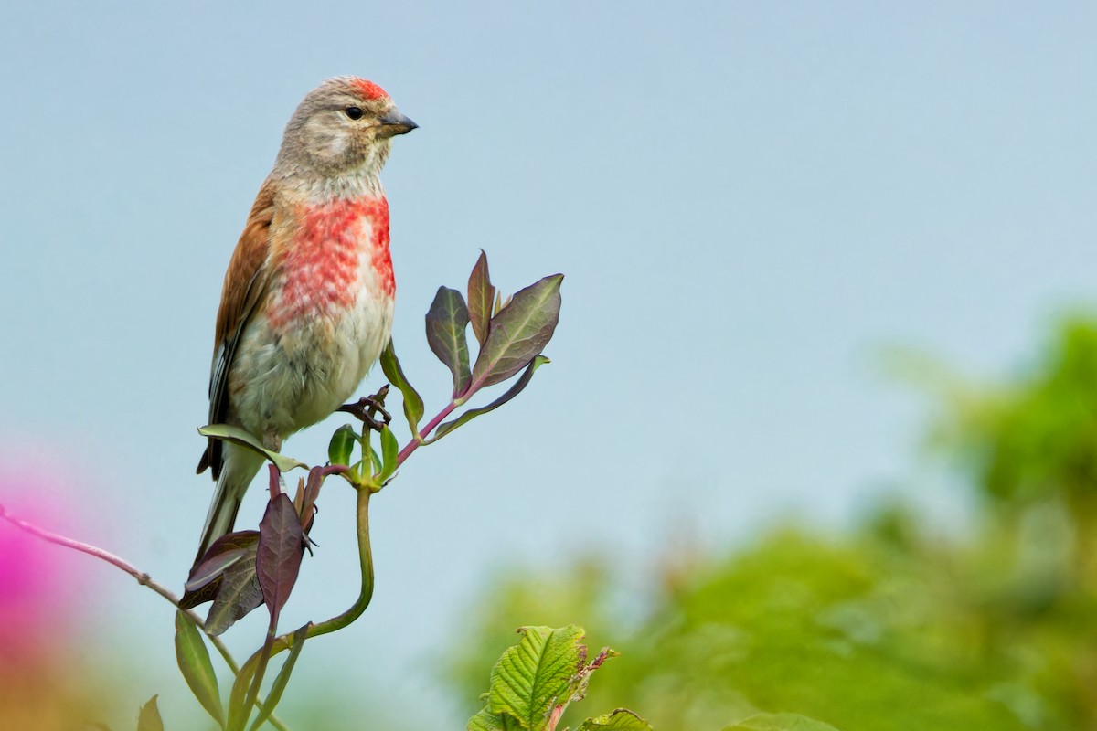 Eurasian Linnet - ML620702633