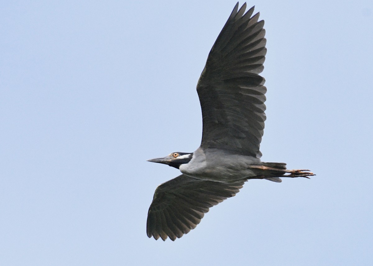 Yellow-crowned Night Heron - ML620702635