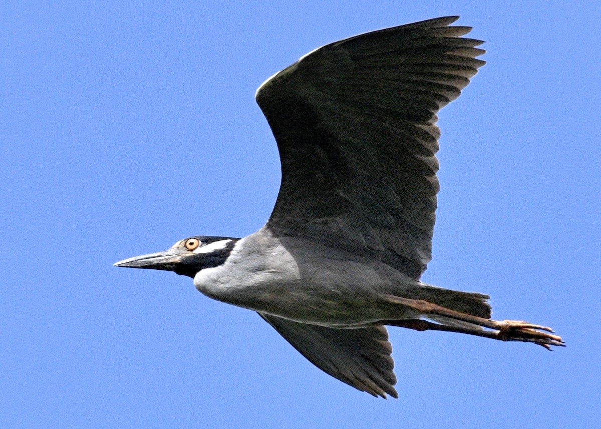 Yellow-crowned Night Heron - ML620702636