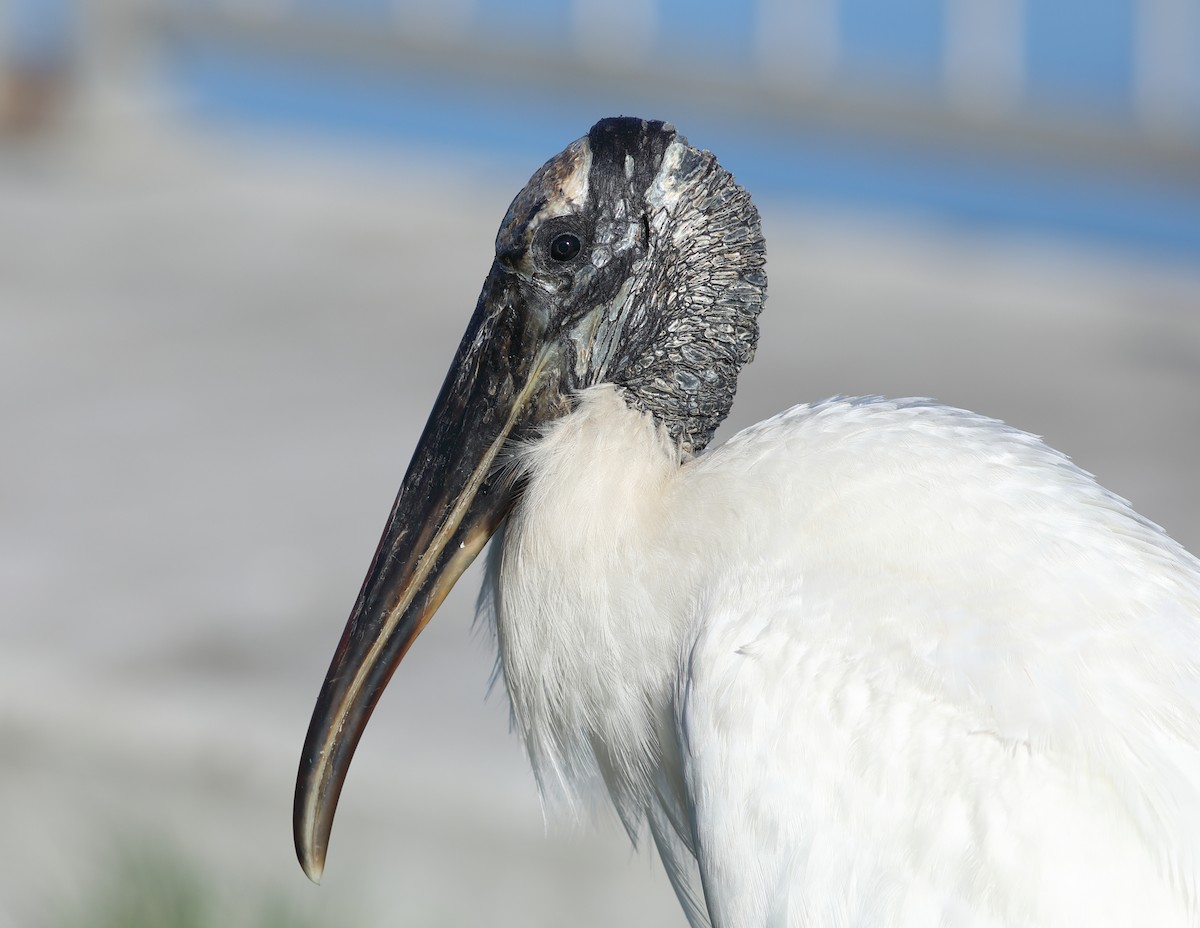 Wood Stork - ML620702638