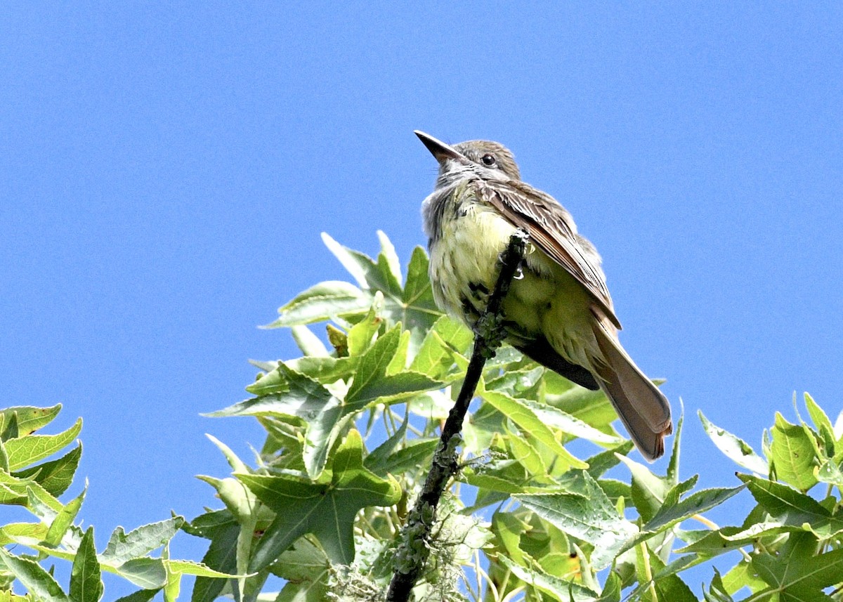 Great Crested Flycatcher - ML620702642