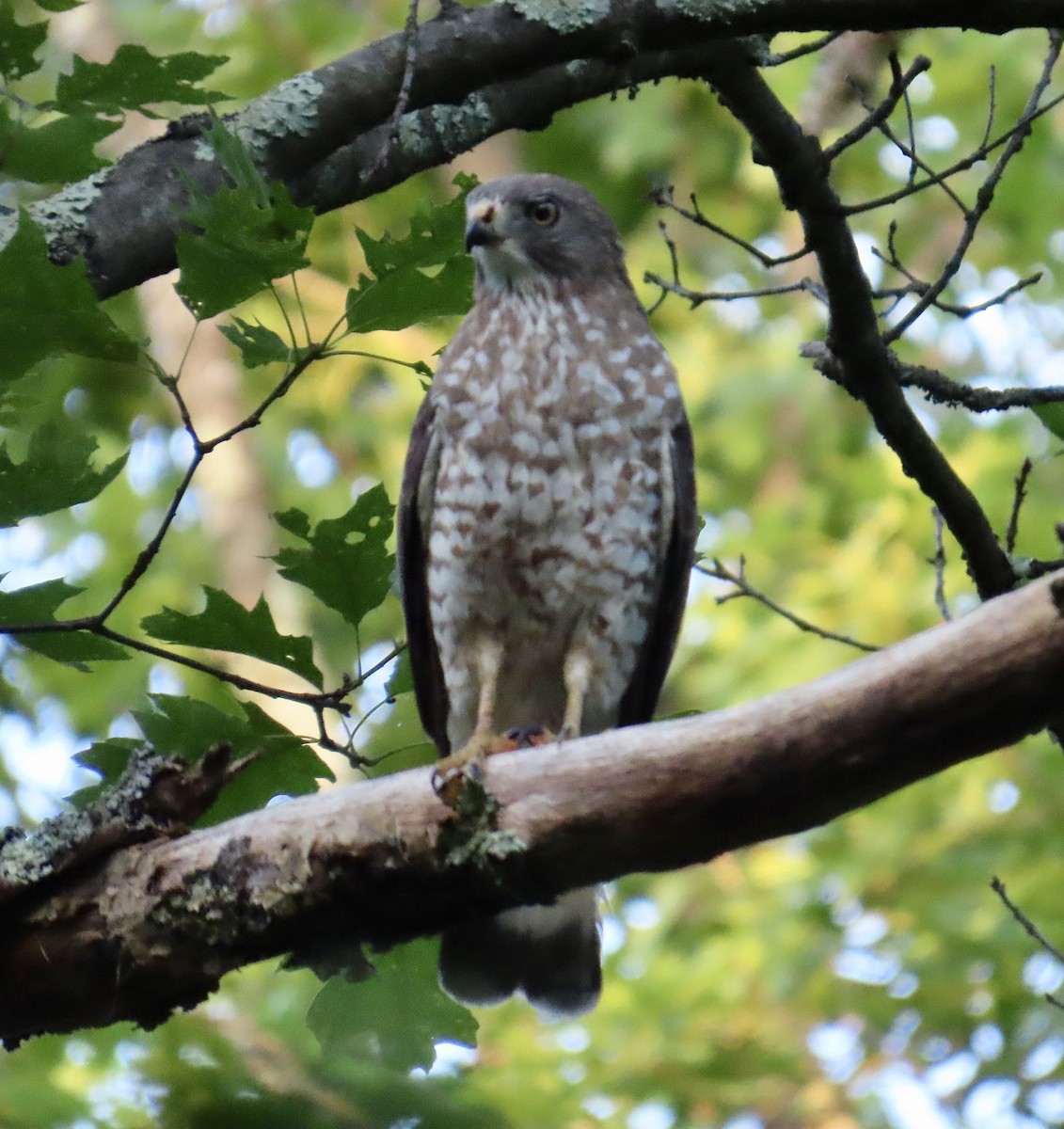 Broad-winged Hawk - ML620702644