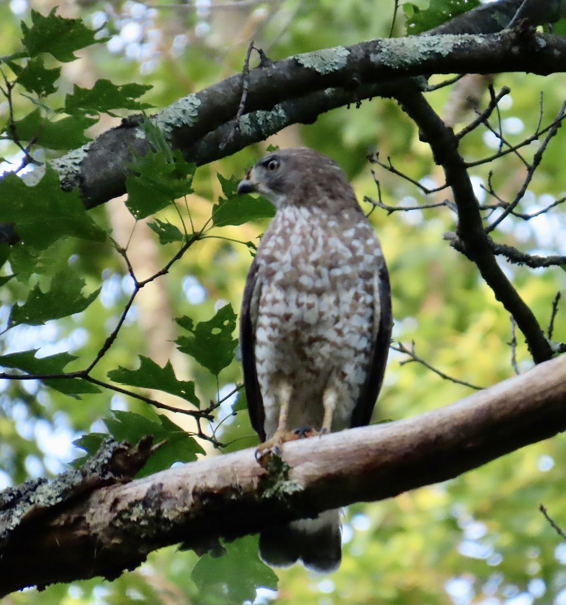 Broad-winged Hawk - ML620702645