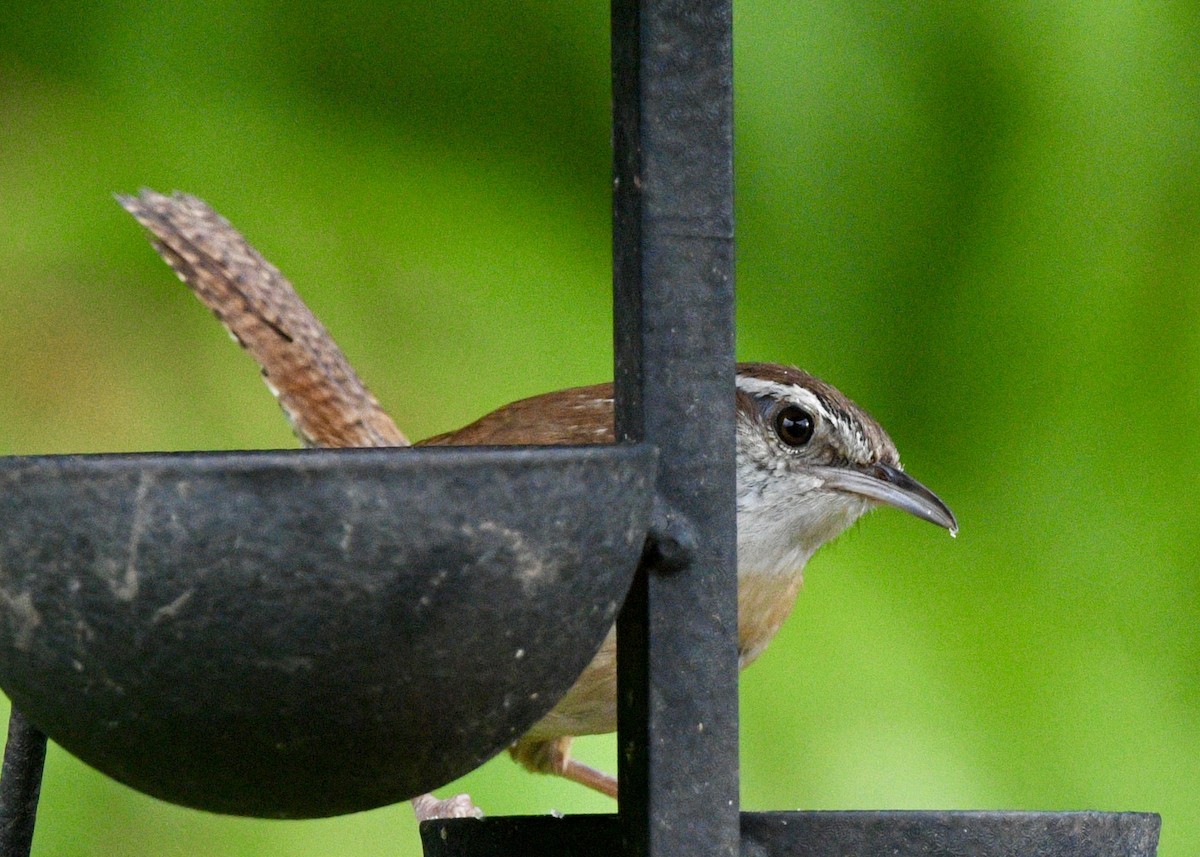 Carolina Wren - Gregory Bozek