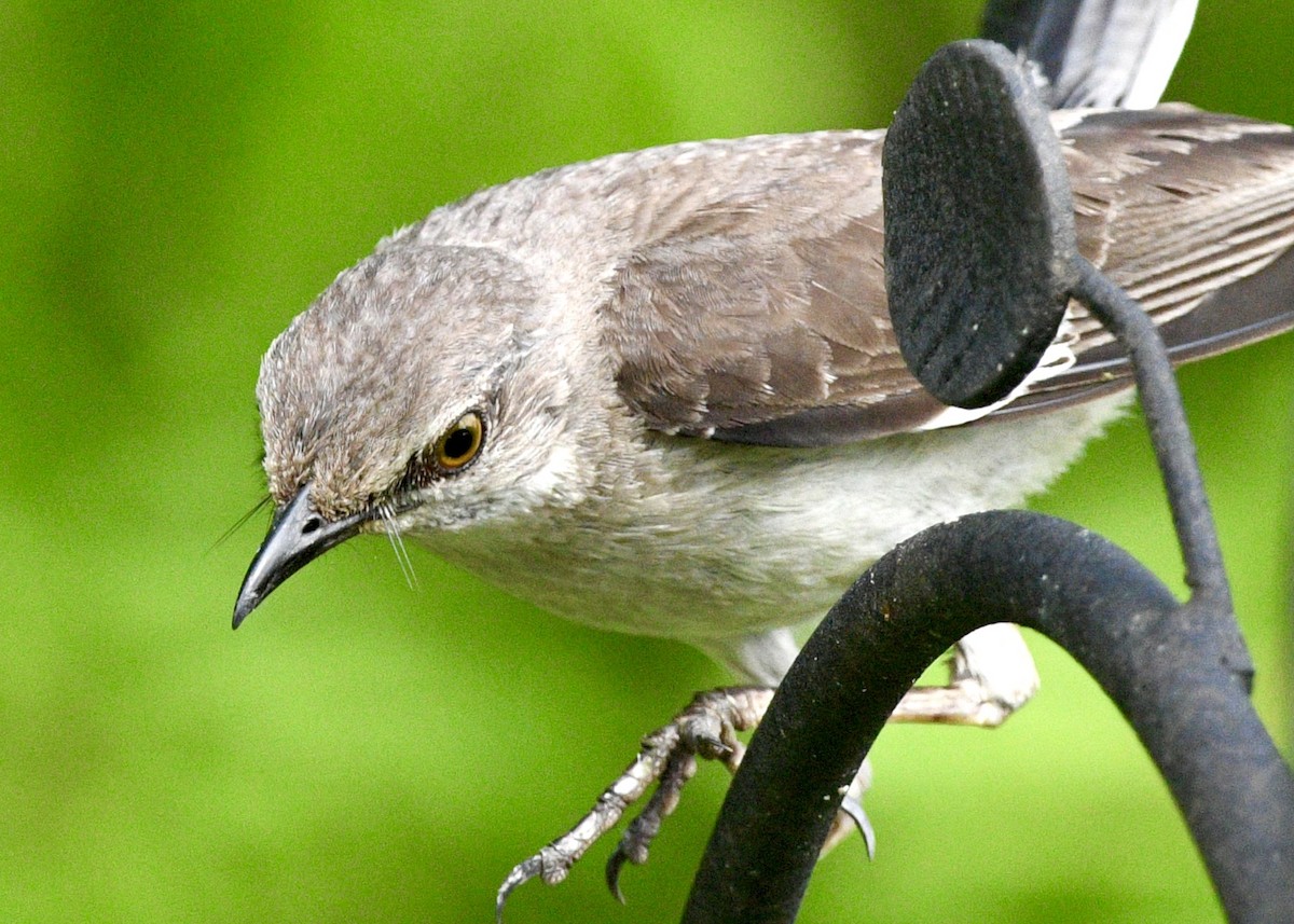 Northern Mockingbird - ML620702647