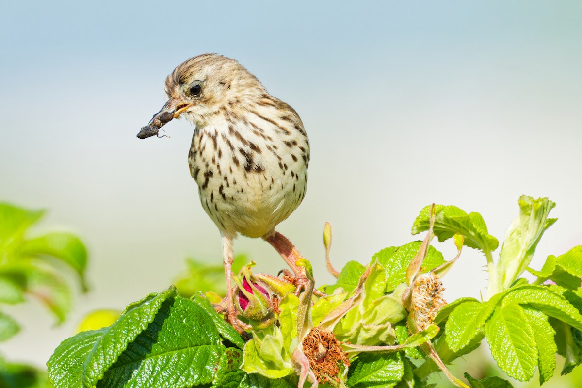 Meadow Pipit - ML620702648