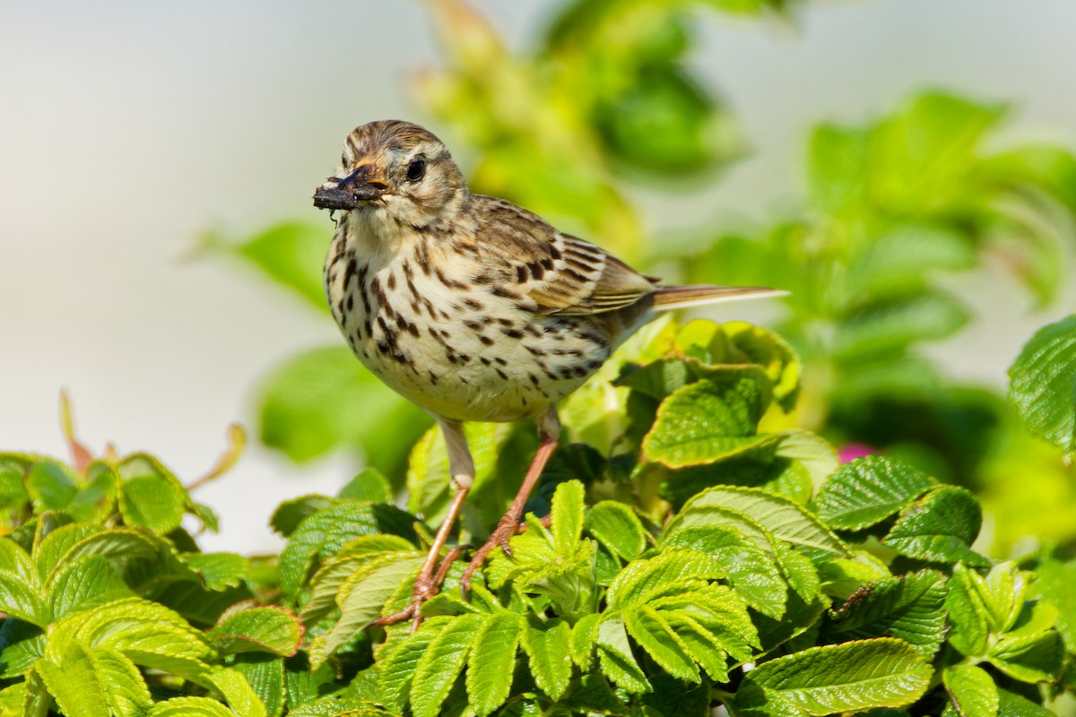 Meadow Pipit - ML620702649